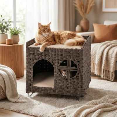 maine coon relaxant sur perchoir niche chat osier chaton observe dedans