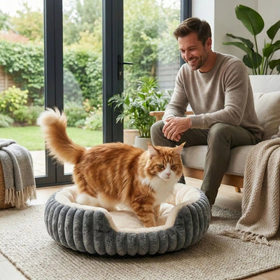 maine coon s'installe dans panier grand chat maître satisfait le regardant 