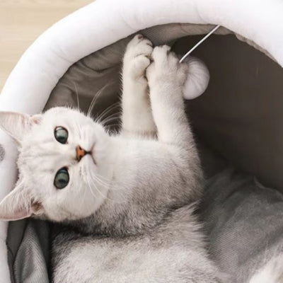 maison à chat chaton jouant boule suspenue