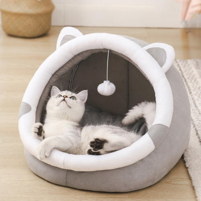 maison à chat chaton observant dedans