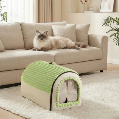 maison chaton sur tapis dans salon chat relaxant sur divan