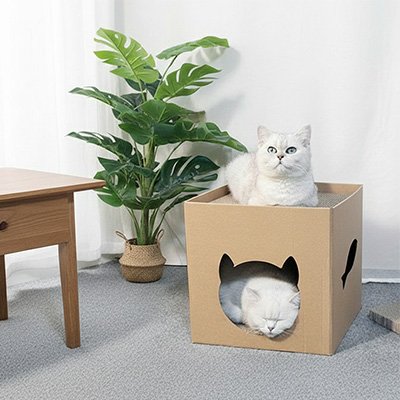 maison en carton pour chat chat somnolant dedans chat en haut