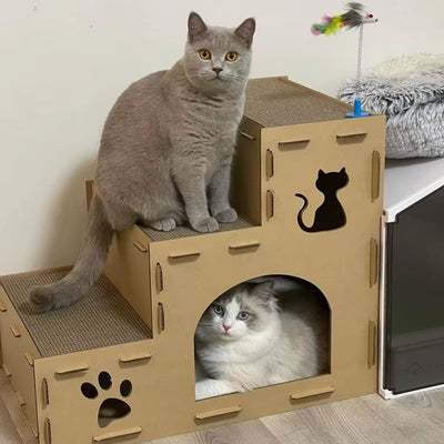 maison en carton pour chat ragdoll dedans chartreux sur deuxième marche