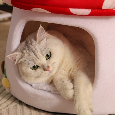 maison pour chaton chaton en detente paisible dedans