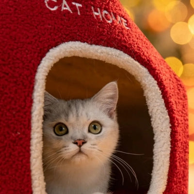 maison pour chats chaton dedans observant territoire