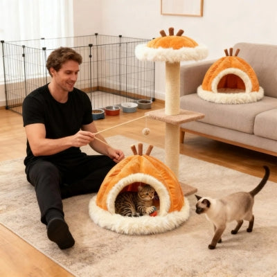 maison pour les chats chaton lové dedans homme jouant autre chaton