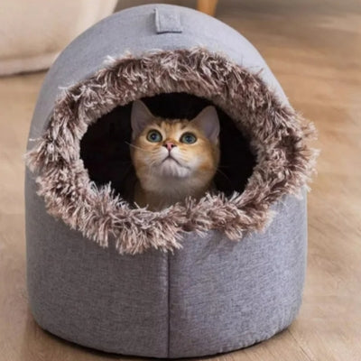 niche à chat chaton observant dedans