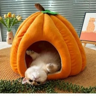 niche à chat orange chaton allongé sur son dos dedans