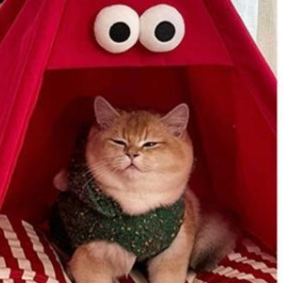 niche chat rouge chat veston vert somnolant 