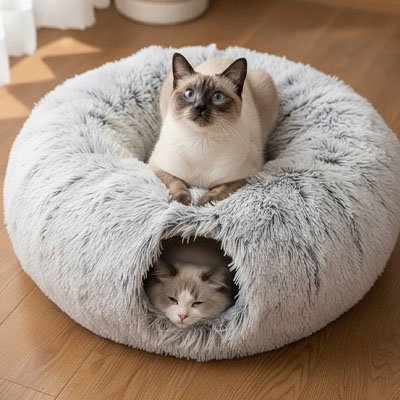 niche pour chat intérieur chaton endormi dedans siamois relaxant dessus