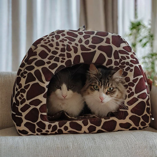 deux chats en detente dans niche pour chat leopard