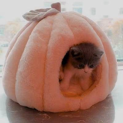 niche pour chaton chaton caché dedans