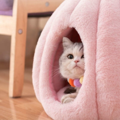 niche pour chaton chaton observant dedans