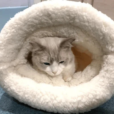 panier chat chaton en detente dedans