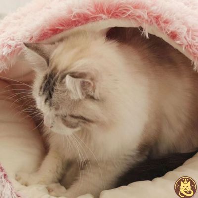 panier chat cloudy dream rose chat patounant son couchage