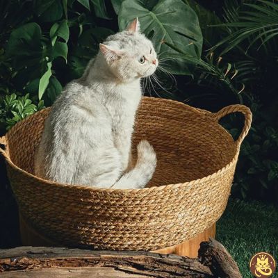 panier chat griff refuge chat blanc debout dedans