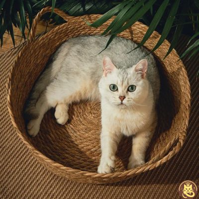 panier chat griff refuge chat blanc observant dedans