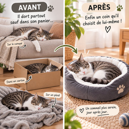 panier chat gris avant après coin qu'il choisit lui-même
