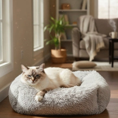 panier chat gris perle chat relaxant dessus