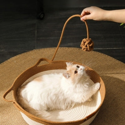 panier chat osier chaton s'amusant avec maître tenant balle accrochée panier