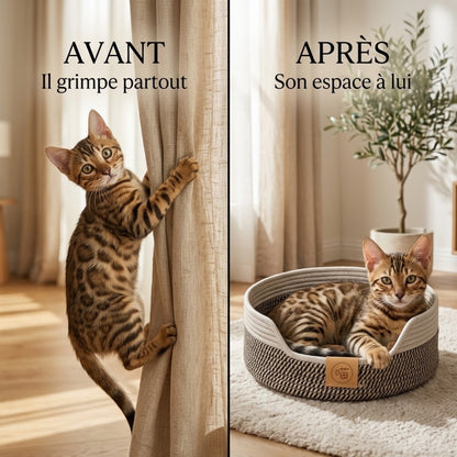 panier chaton bengal grimpe aux rideaux puis se pose dans panier