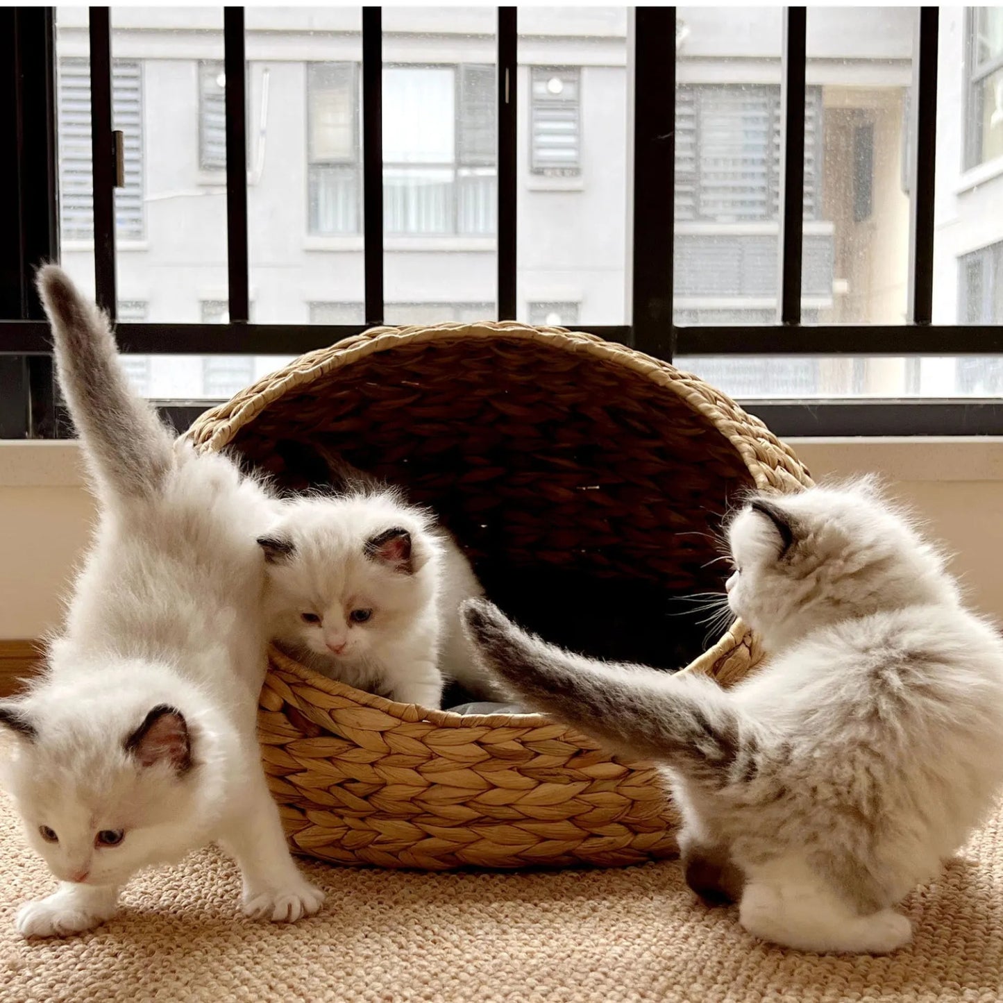 Panier chaton jacinthe d'eau, trois chatons jouent autour