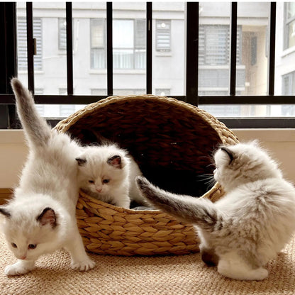 Panier chaton jacinthe d'eau, trois chatons jouent autour