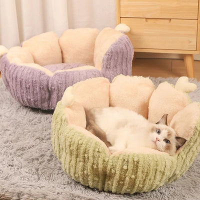 panier chaton vert ragdoll detendu dedans panier violet à côté