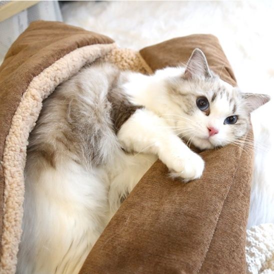 panier pour chat parsan relaxant confortablement dedans