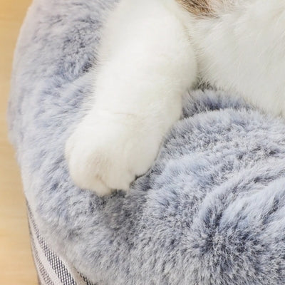 patte chaton appreciant texture coussin pour chaton