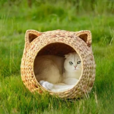persan lové dans panier à chat en osier