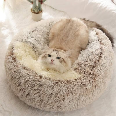 ragdoll allongé sur dessus cocon chat café crème