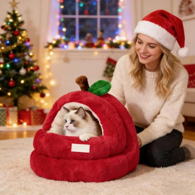 ragdoll dans nid chaton maîtresse le regarde tendrement