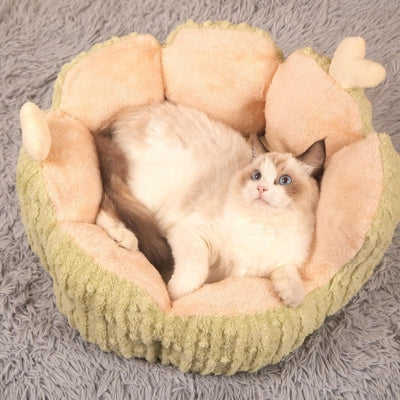 ragdoll detendu à l'intérieur panier chaton vert cactus