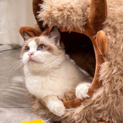 ragdoll detendu dans son cocon pour chat