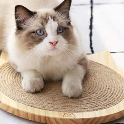 ragdoll detendu sur son griffoir pour chat