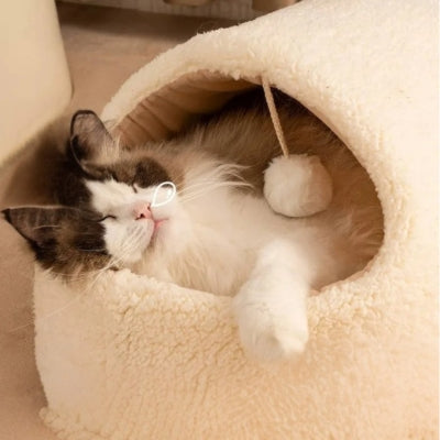 ragdoll dort dans cocon pour chat