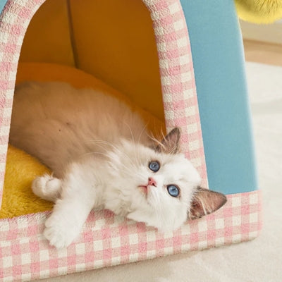 ragdoll en detente dans maison pour chaton miss pomme