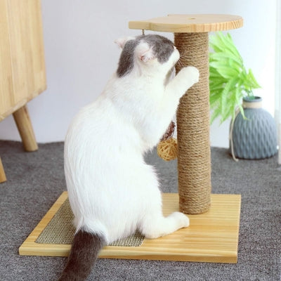 ragdoll fait ses griffes sur griffoir pour chat