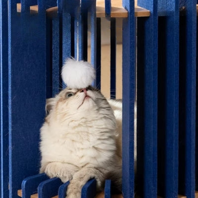 ragdoll joue pompon suspendu cocon pour chat