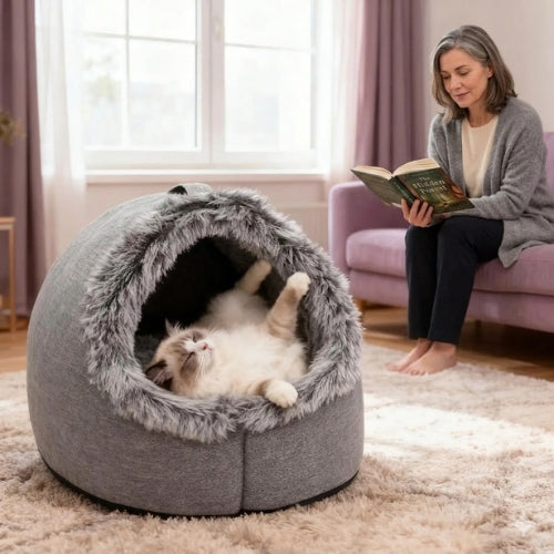 ragdoll lové dans niche a chat grise maîtresse lis livre