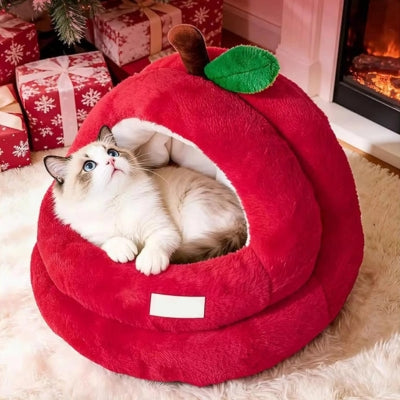 ragdoll observant dans nid chaton rouge cerise