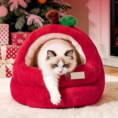 ragdoll sort nid chaton