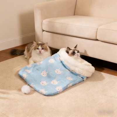 ragdoll sort tête nid chaton autre chat à côté