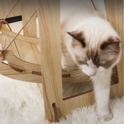 ragdoll sortant de son hamac à chat