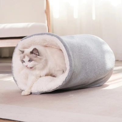 ragdoll sortant son nid chaton gris perle