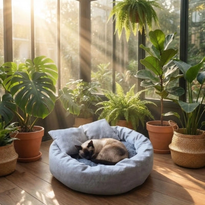 siamois enroulé dans couffin pour chat