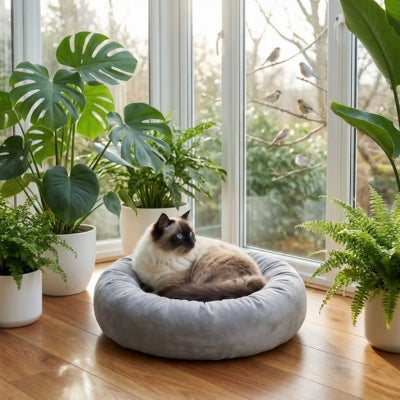 siamois lové dans couffin pour chat gris perle