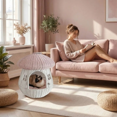 siamois lové dans maison pour chaton maîtresse lis livre