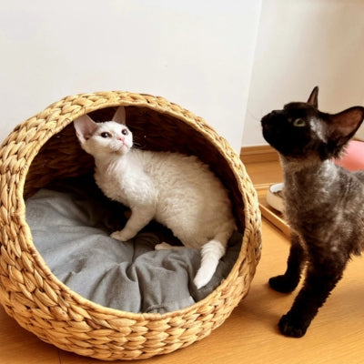 sphinx observant dans un leur paniers chatons